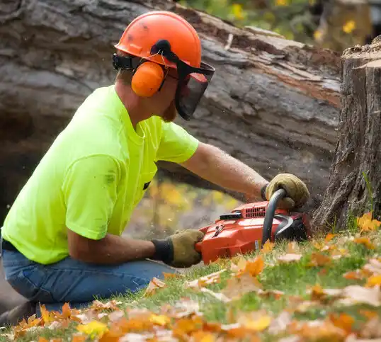 tree services University Gardens